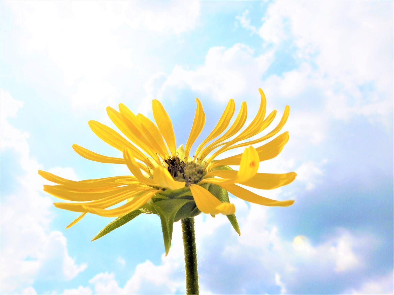 Nikon Coolpix L840 sample photo. Sunflower, sun, summer photography