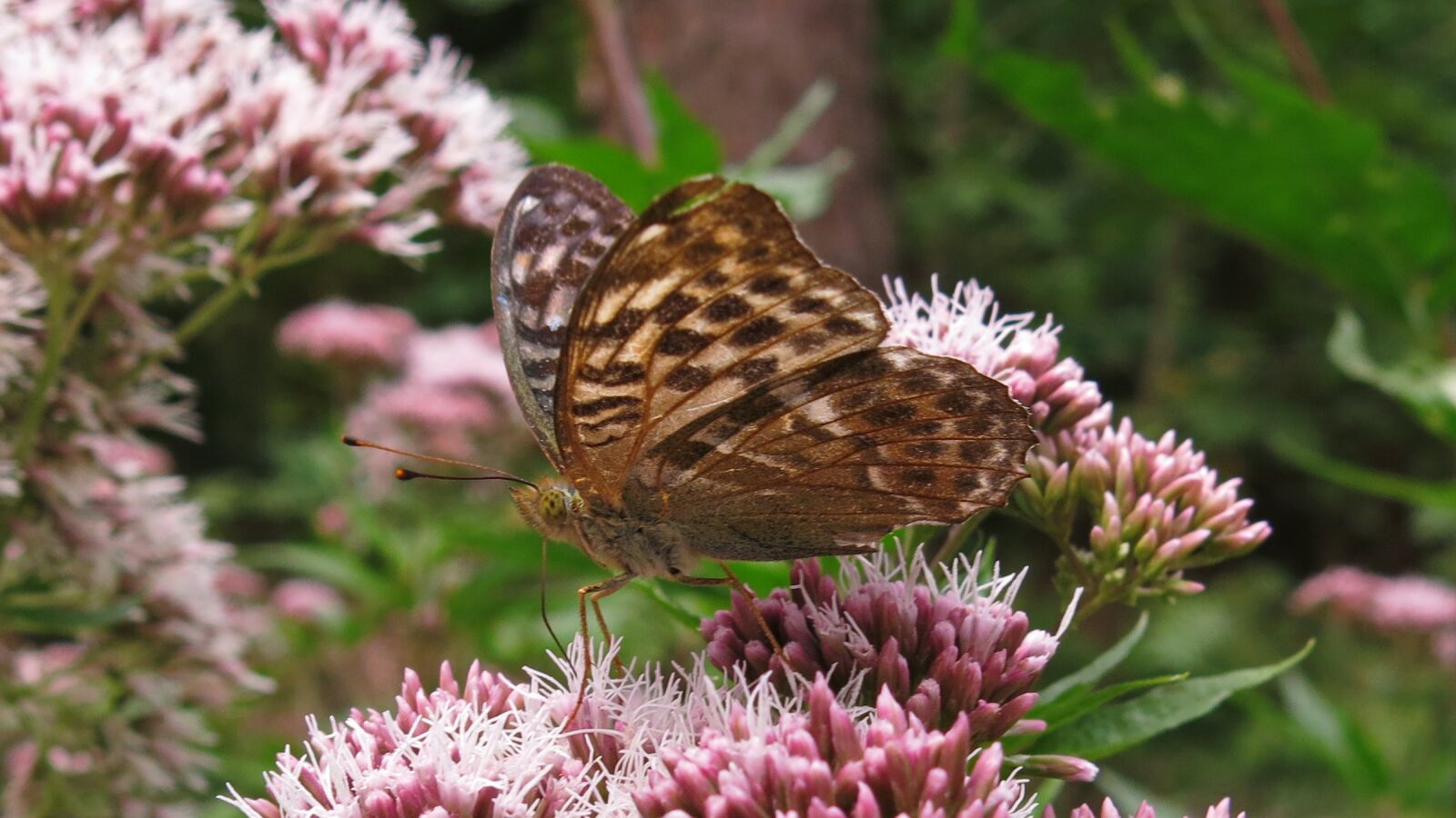 Canon PowerShot G15 sample photo. Fritillary, butterfly, insect photography