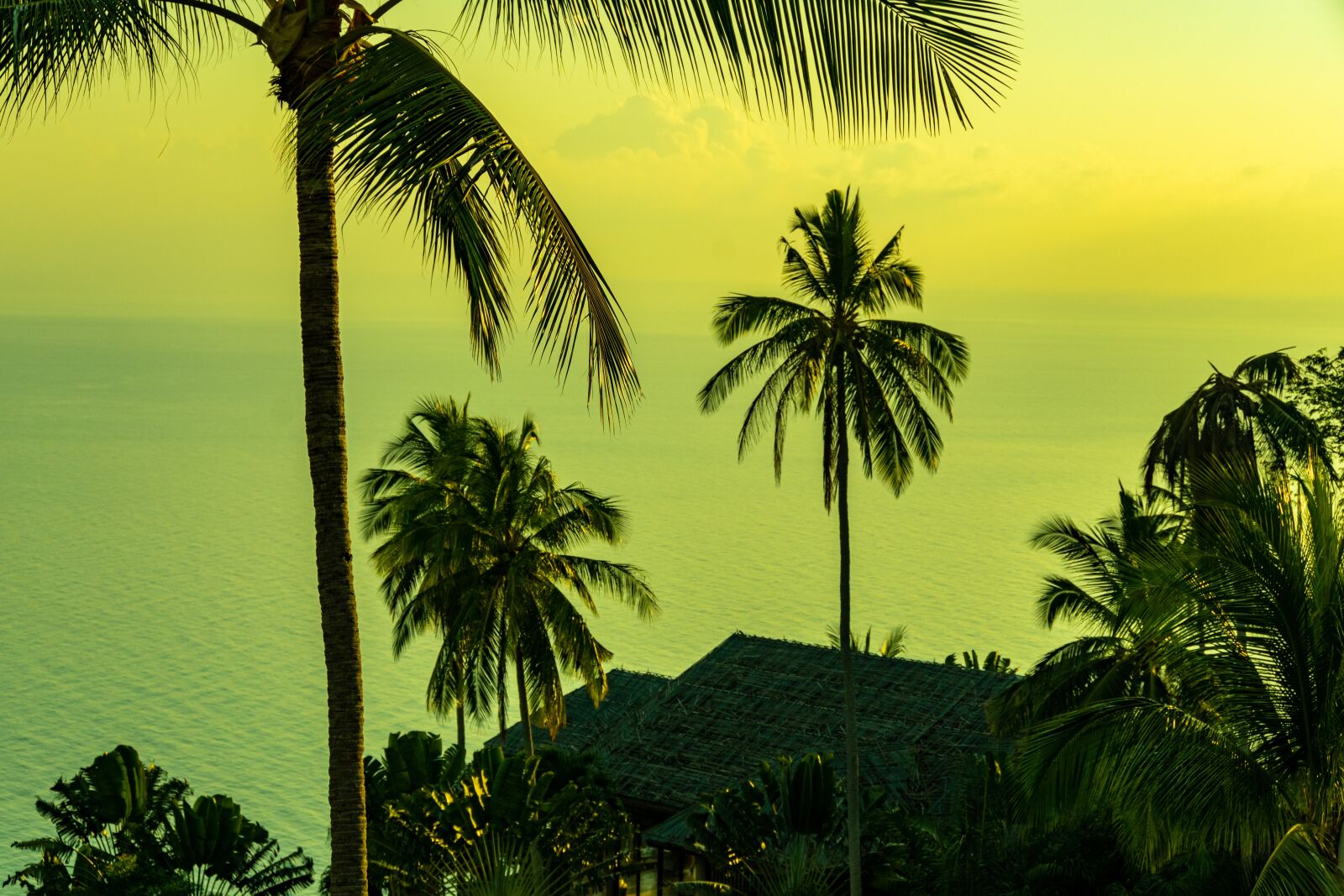 Nikon D5600 sample photo. Palms, sunrice, sea photography