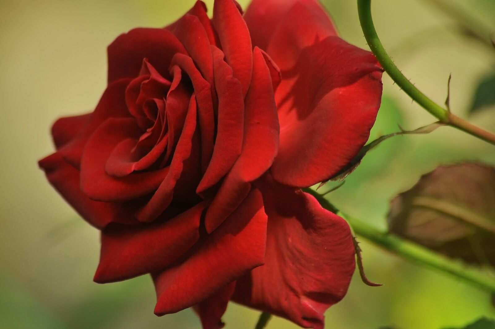 Nikon D90 sample photo. Rose, red, love photography