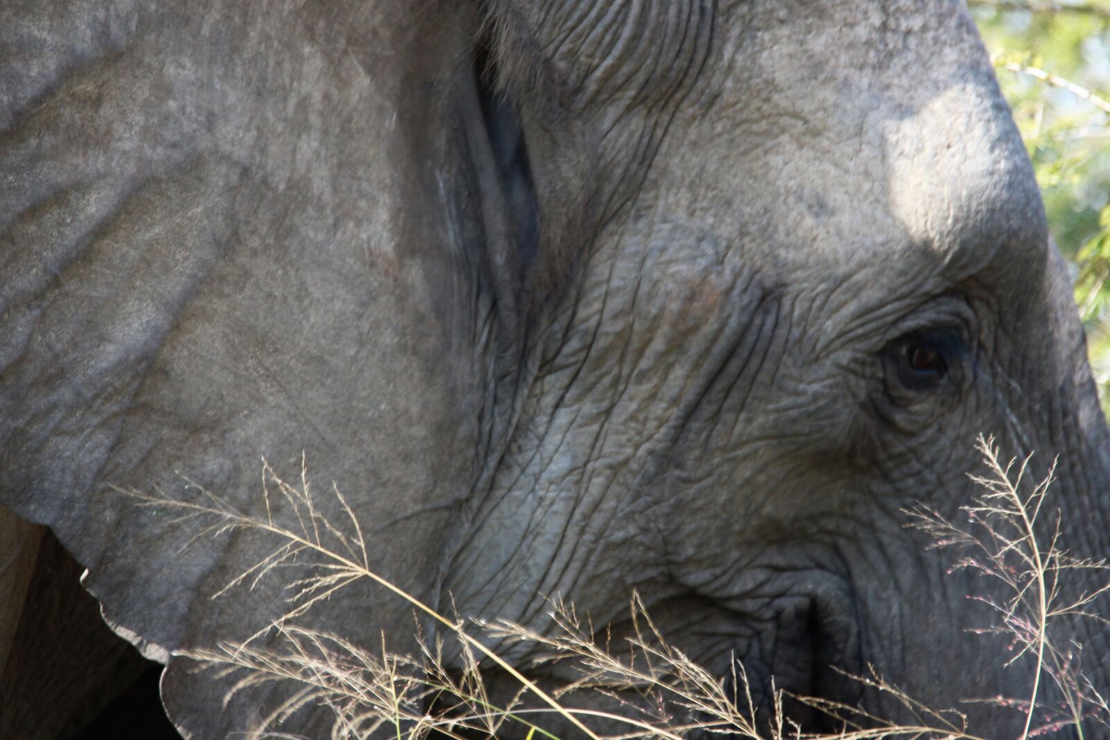 Canon EOS 7D Mark II sample photo. Animal, big, five, ear photography