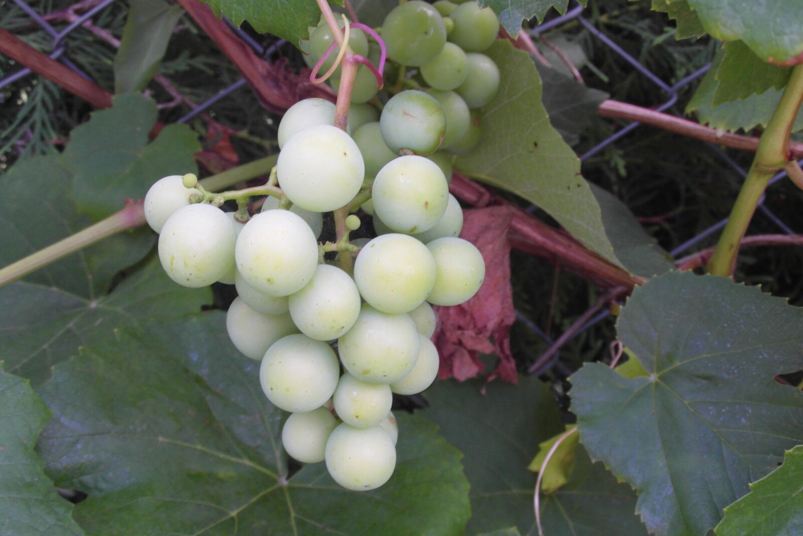 Samsung WB750 sample photo. Grapes, garden, fruit photography