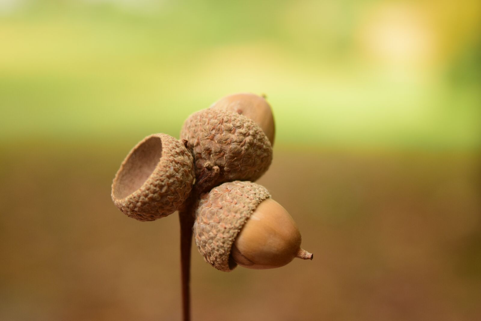 Nikon D3300 sample photo. Acorns, close up, background photography