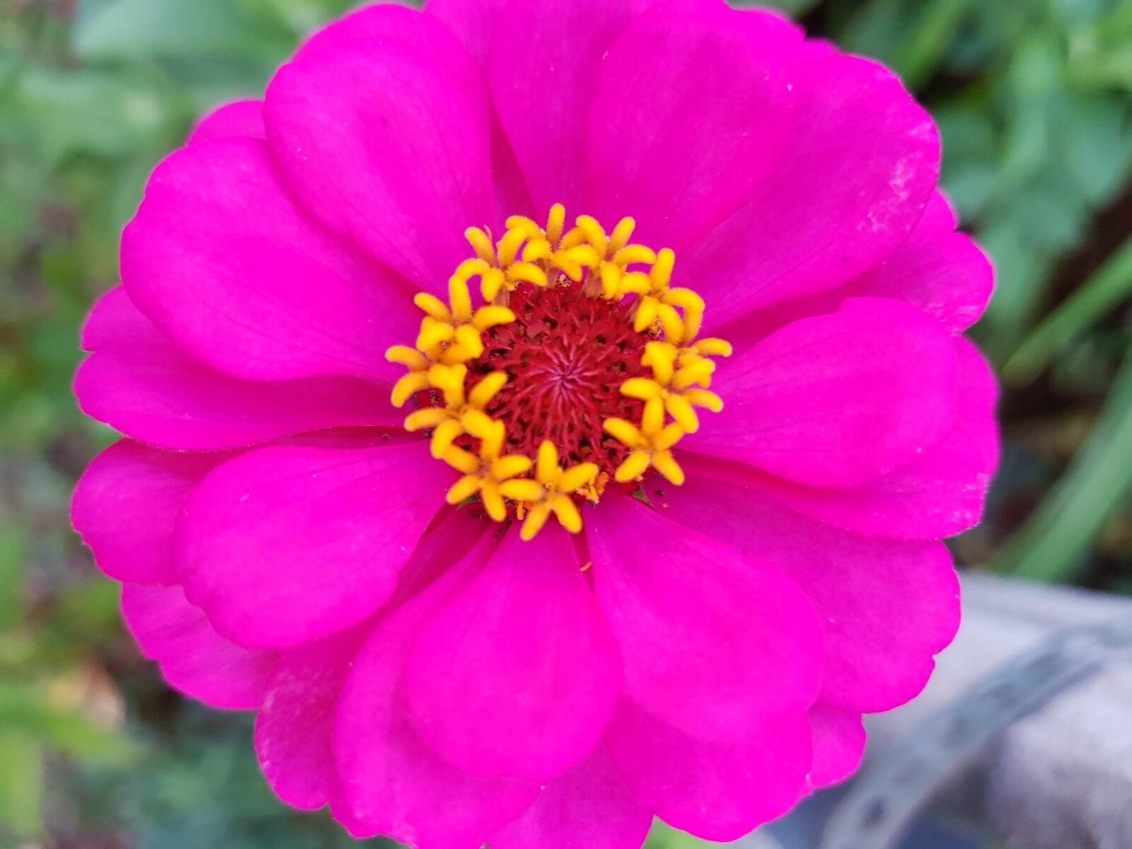 Samsung Galaxy S8+ sample photo. Flowers, nature, spring photography
