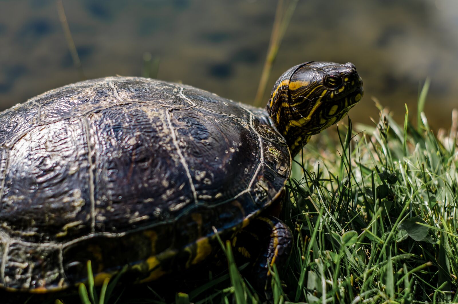 Nikon D5100 sample photo. Animal, tortuga, turtle photography