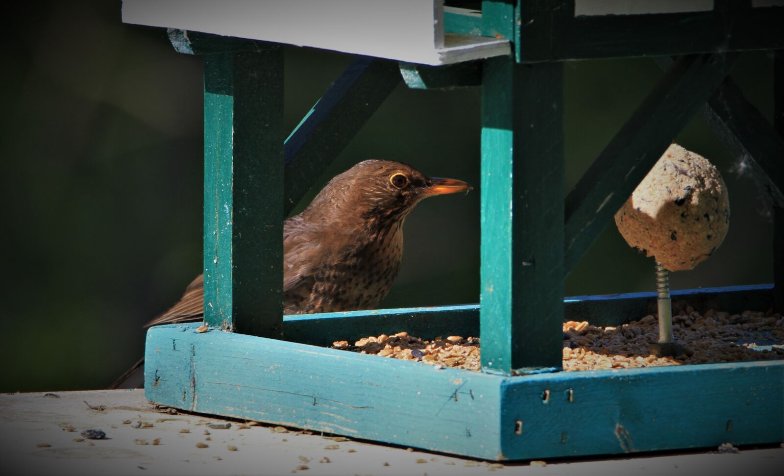 Tamron SP 150-600mm F5-6.3 Di VC USD sample photo. Blackbird, bird, songbird photography