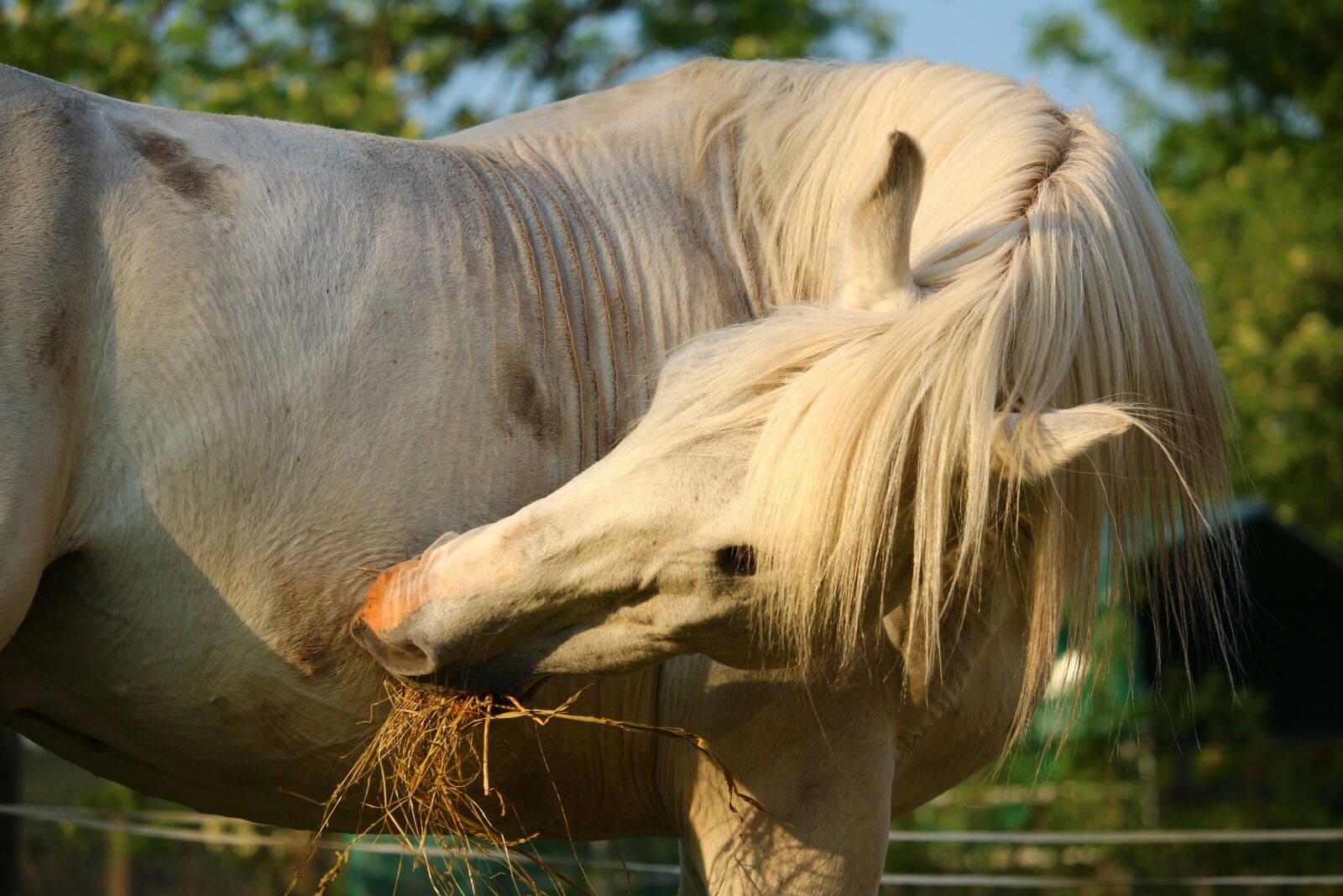 Canon EOS 100D (EOS Rebel SL1 / EOS Kiss X7) sample photo. Horse, mold, stallion photography
