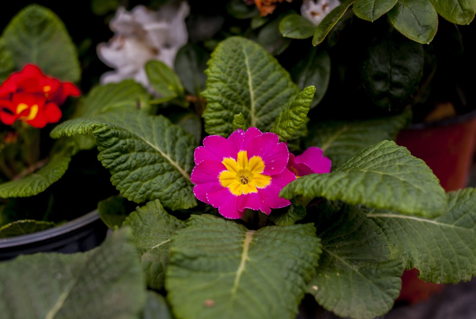 Nikon D60 sample photo. Nature, flower, leaf photography