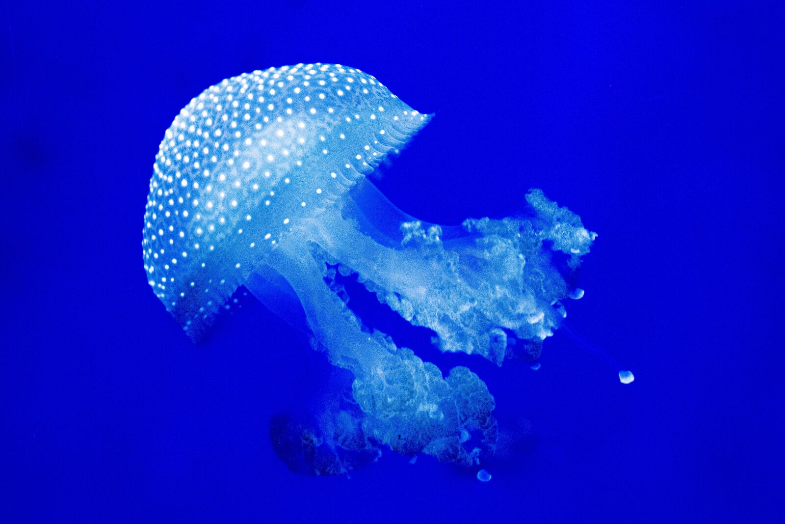 Tamron SP AF 17-50mm F2.8 XR Di II LD Aspherical (IF) sample photo. Medusa, blue, underwater photography