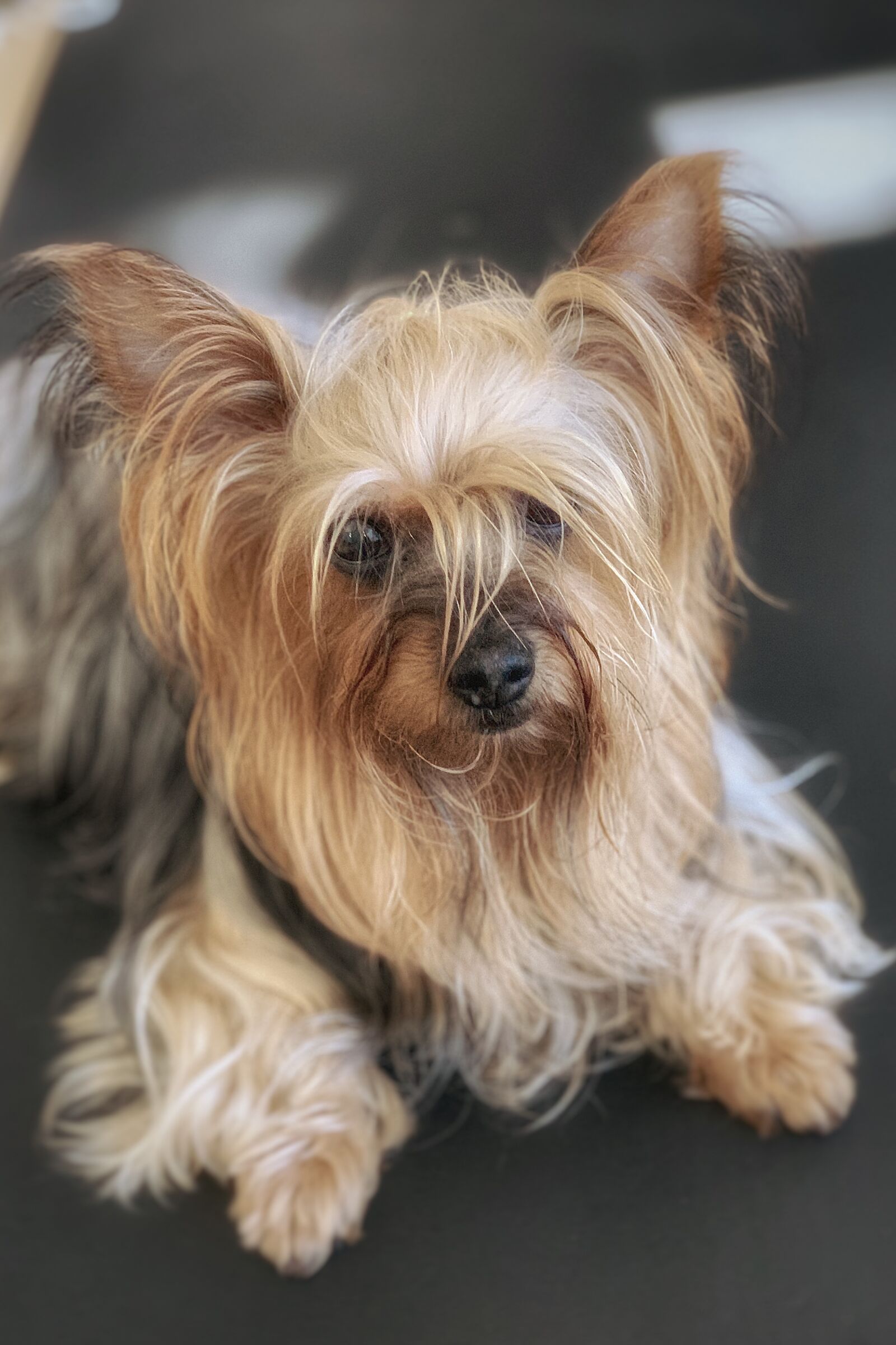 iPhone XS back dual camera 6mm f/2.4 sample photo. Dog, yorkshire, terrier photography