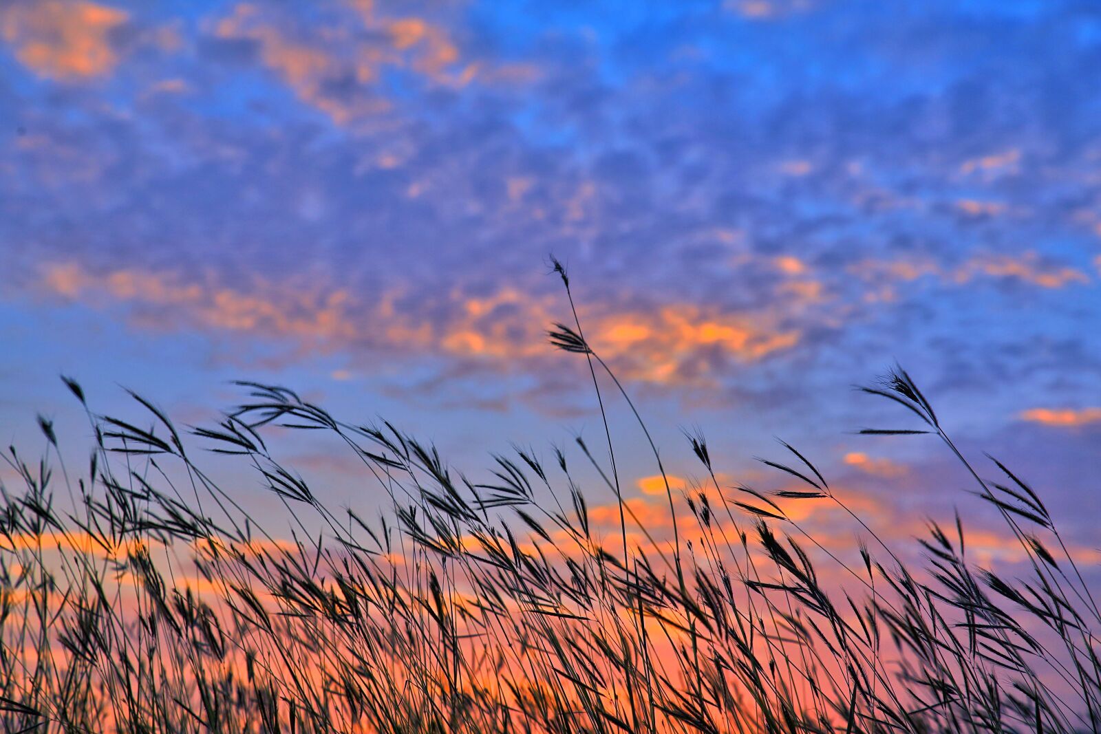 Canon EOS 5D Mark IV sample photo. Sky, a surname, grass photography