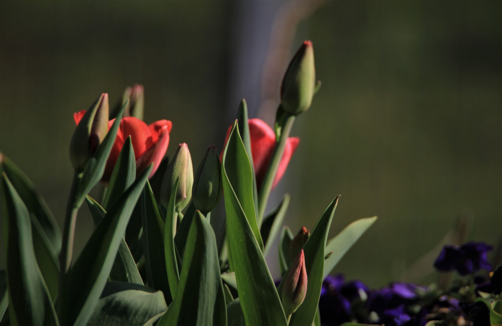 Canon EOS 7D sample photo. Tulip, red, blossom photography