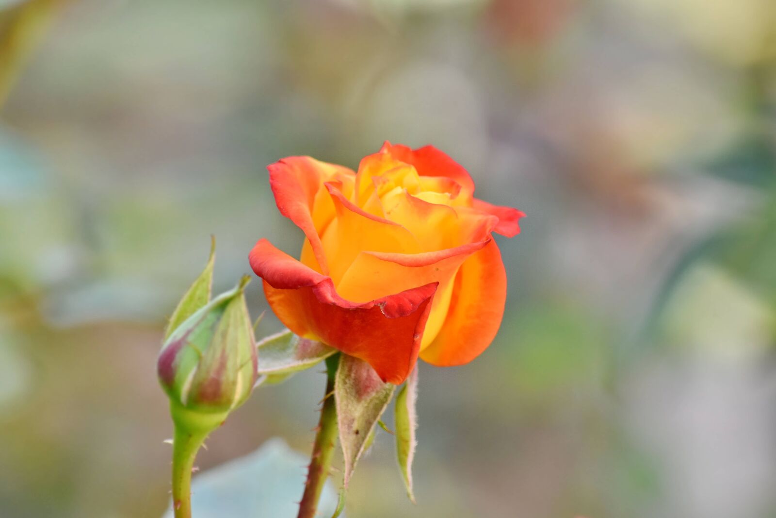 Nikon D5500 sample photo. Beautiful flowers, color, flower photography
