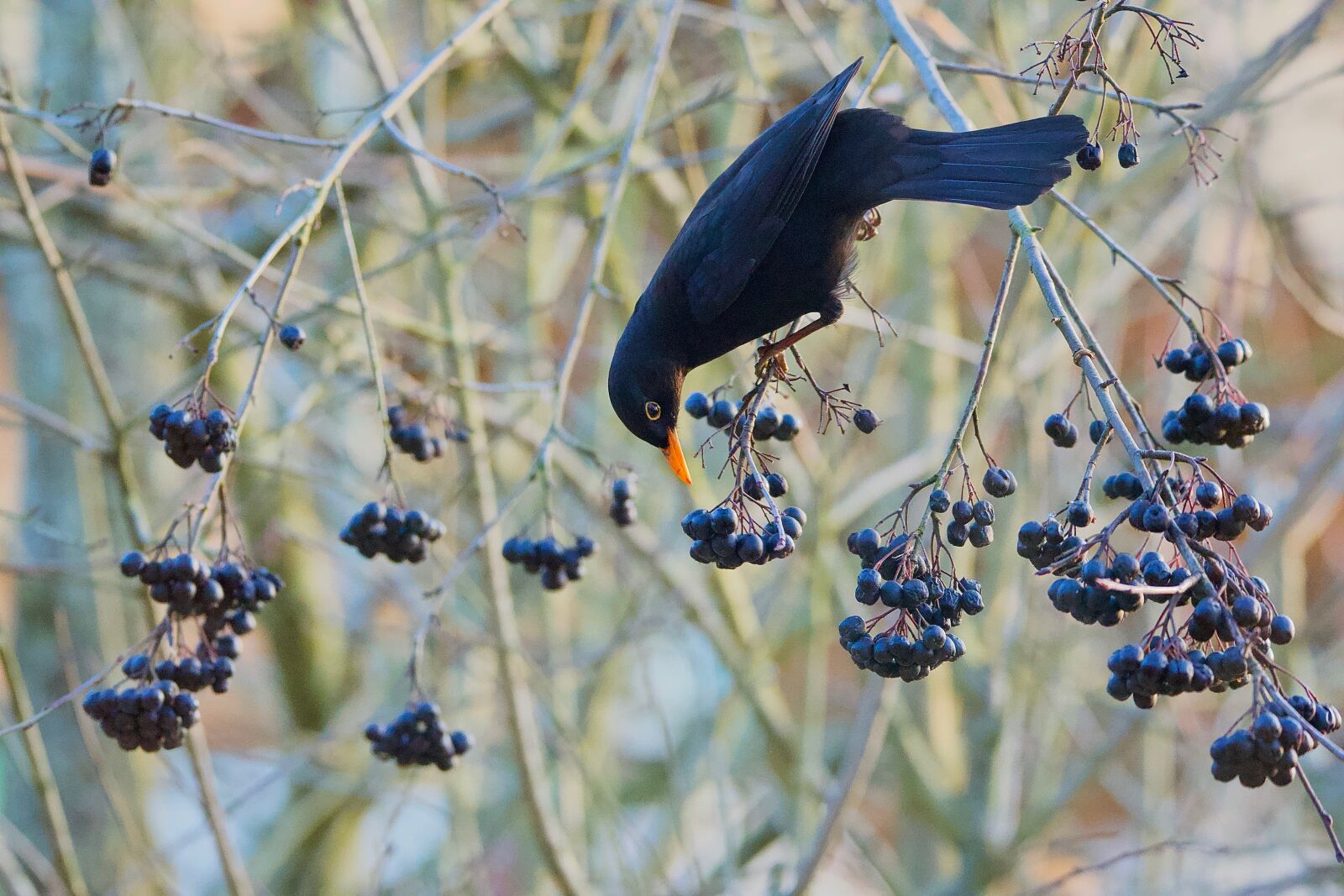 Nikon D750 sample photo. Merle, aronia, bird photography