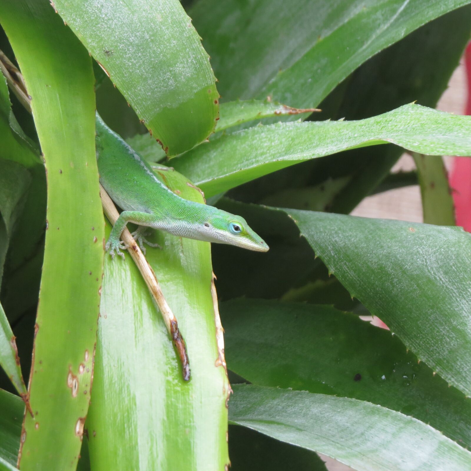 Canon PowerShot SX50 HS sample photo. Reptile, lizard, green photography