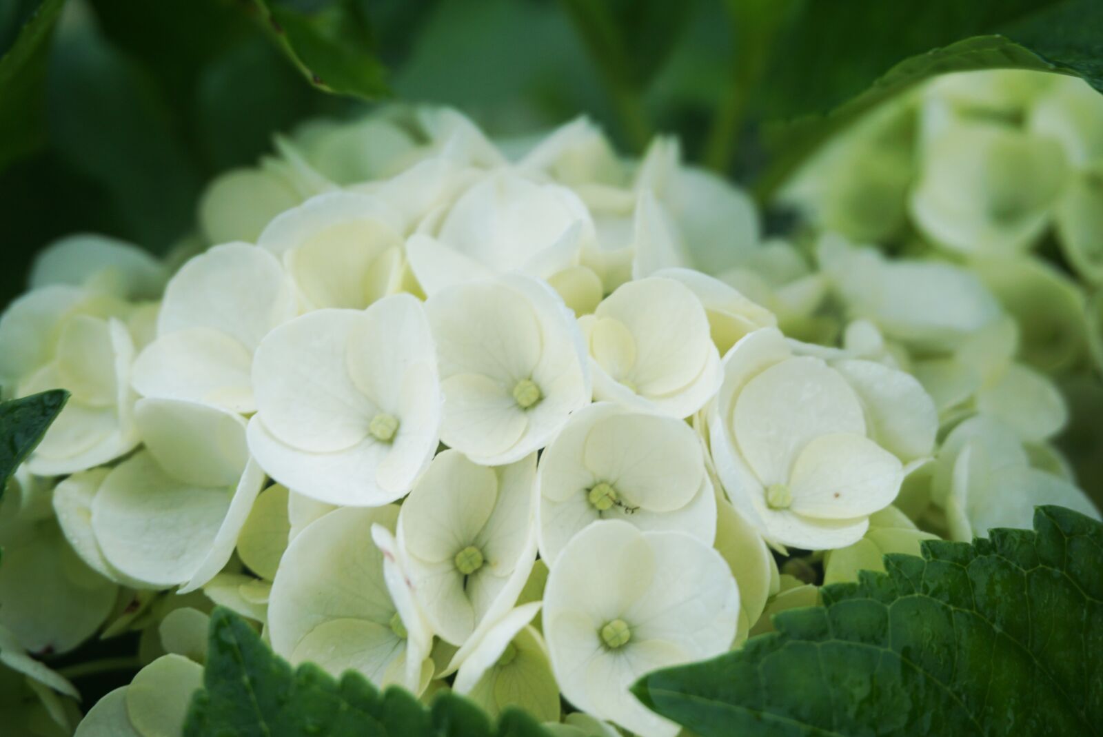 Sony E 16-50mm F3.5-5.6 PZ OSS sample photo. Flower, plant, flowering photography