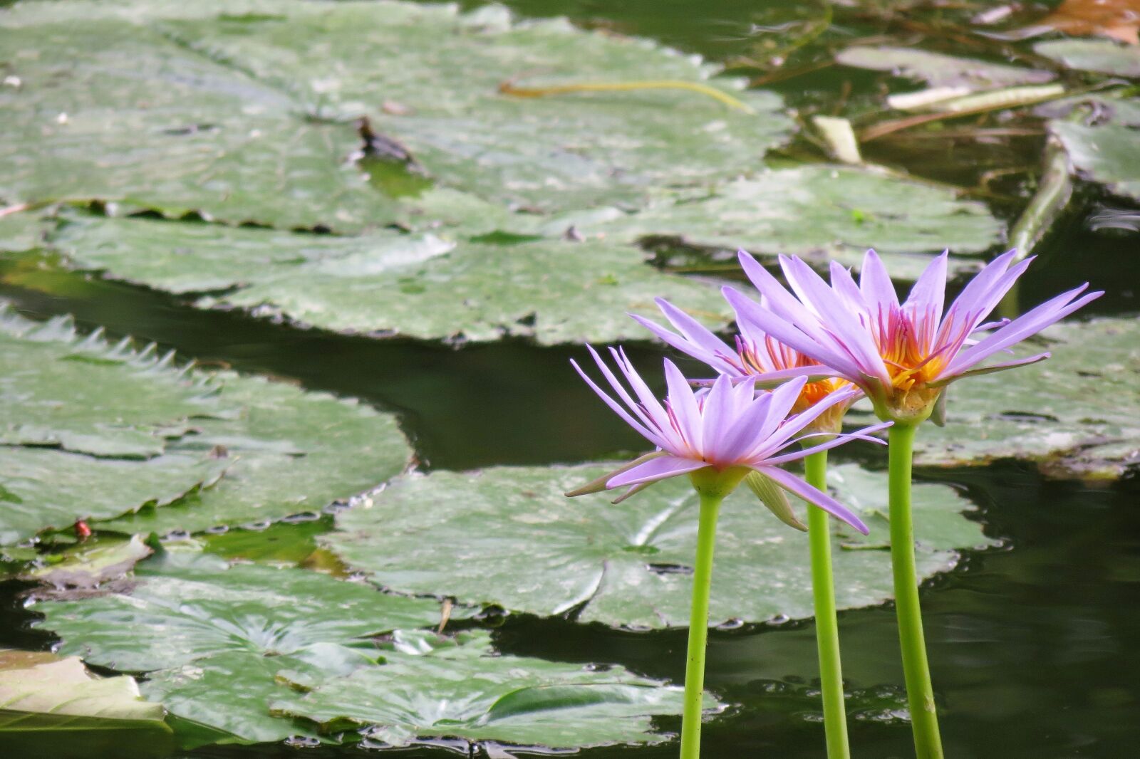 Canon PowerShot SX40 HS sample photo. Nature, lotus, water photography