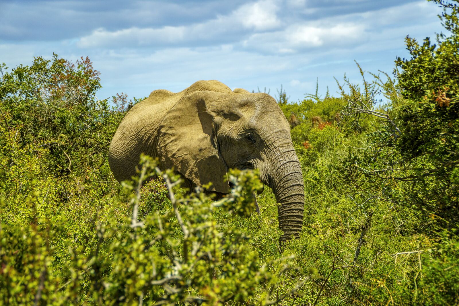 Sony a6000 + Sony E PZ 18-105mm F4 G OSS sample photo. Elephant, wildlife, safari photography
