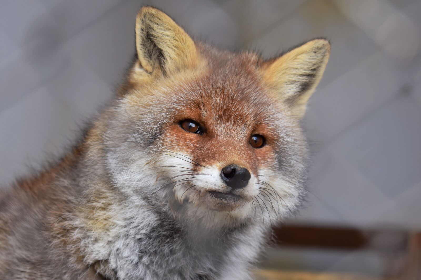 Nikon D7200 sample photo. Animal, fox, face photography