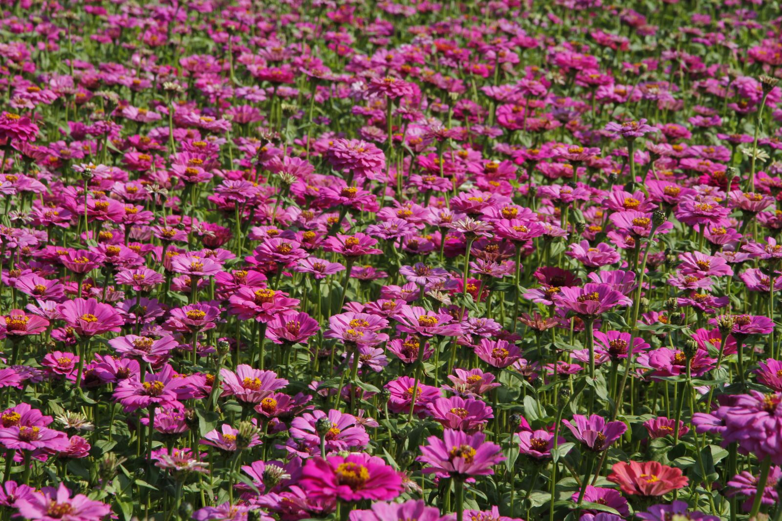 Canon EOS 7D sample photo. Flower, flora, nature photography