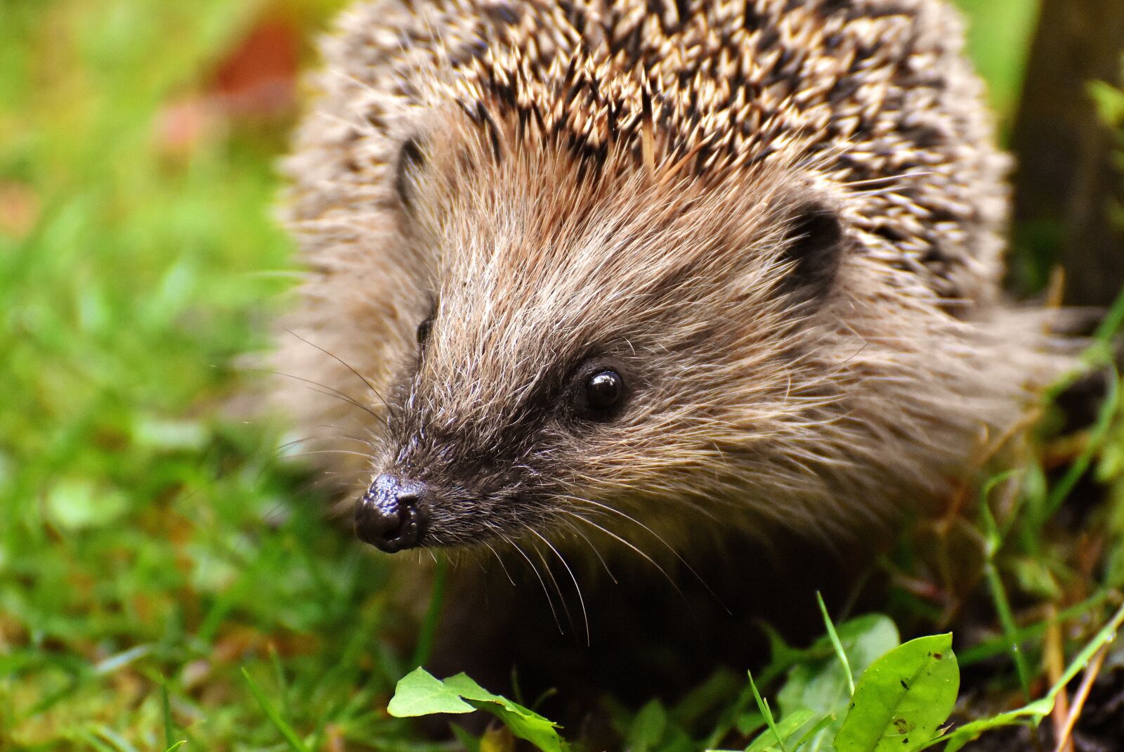 Nikon D7200 sample photo. Hedgehog child, young hedgehog photography