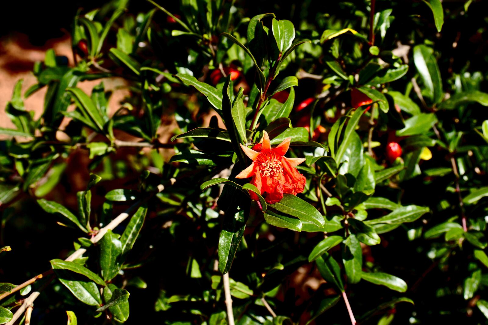 Canon EOS 800D (EOS Rebel T7i / EOS Kiss X9i) sample photo. Tree, fruit, pomegranate tree photography