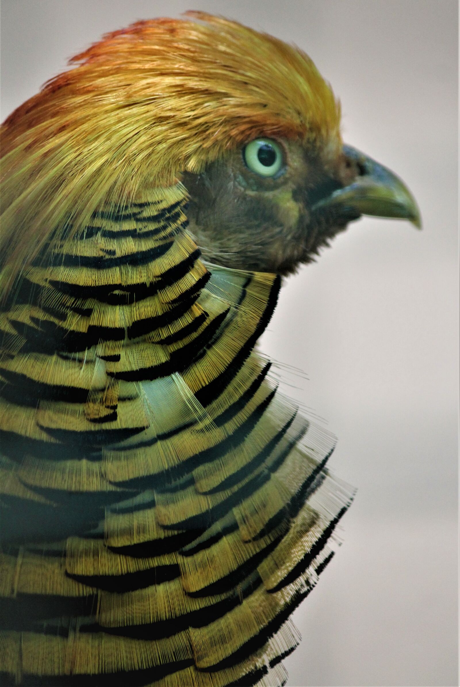 Canon EOS 1200D (EOS Rebel T5 / EOS Kiss X70 / EOS Hi) sample photo. Golden pheasant, bird, golden photography