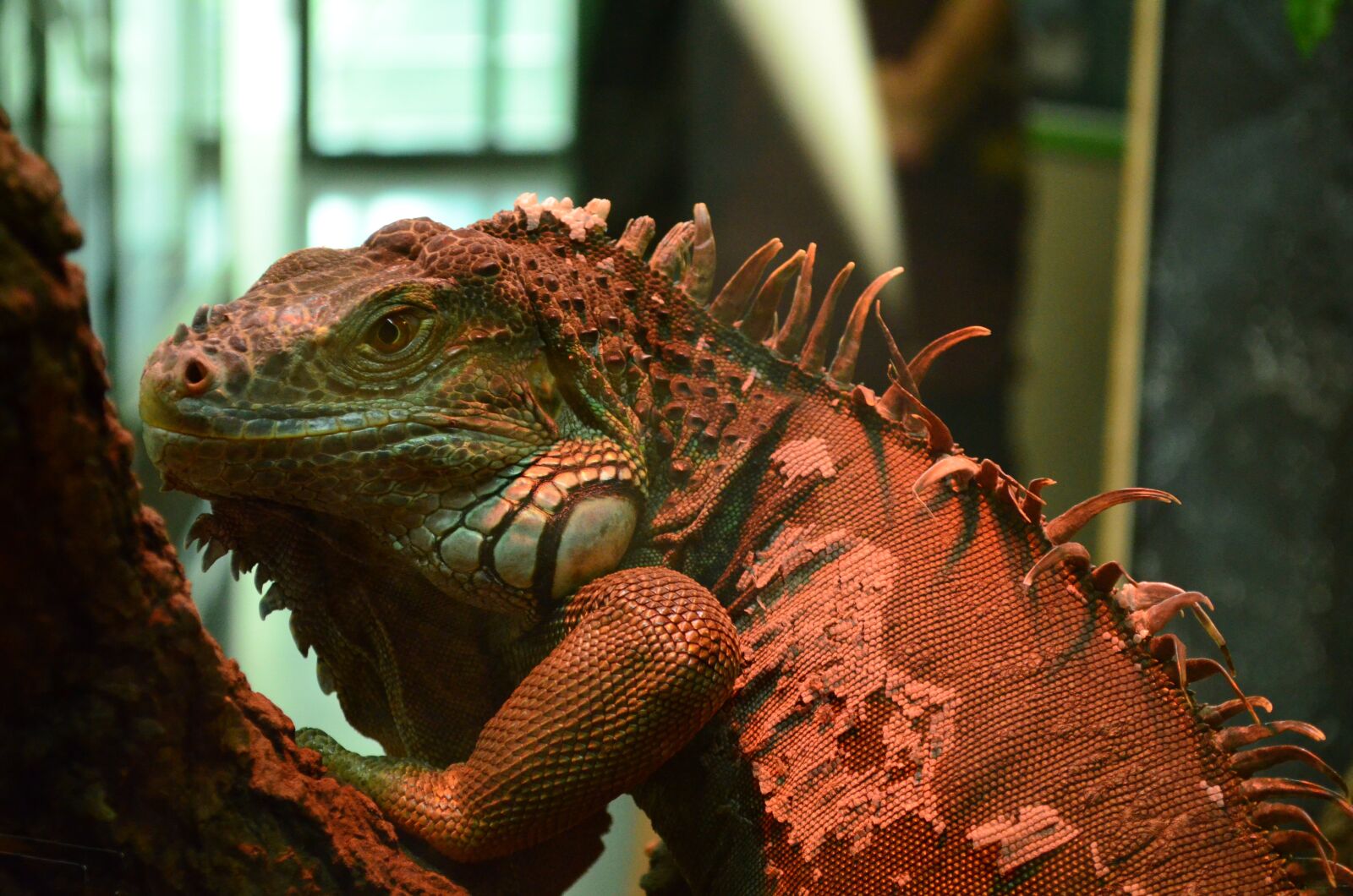 Nikon D5100 sample photo. Zoo, animal, nature photography