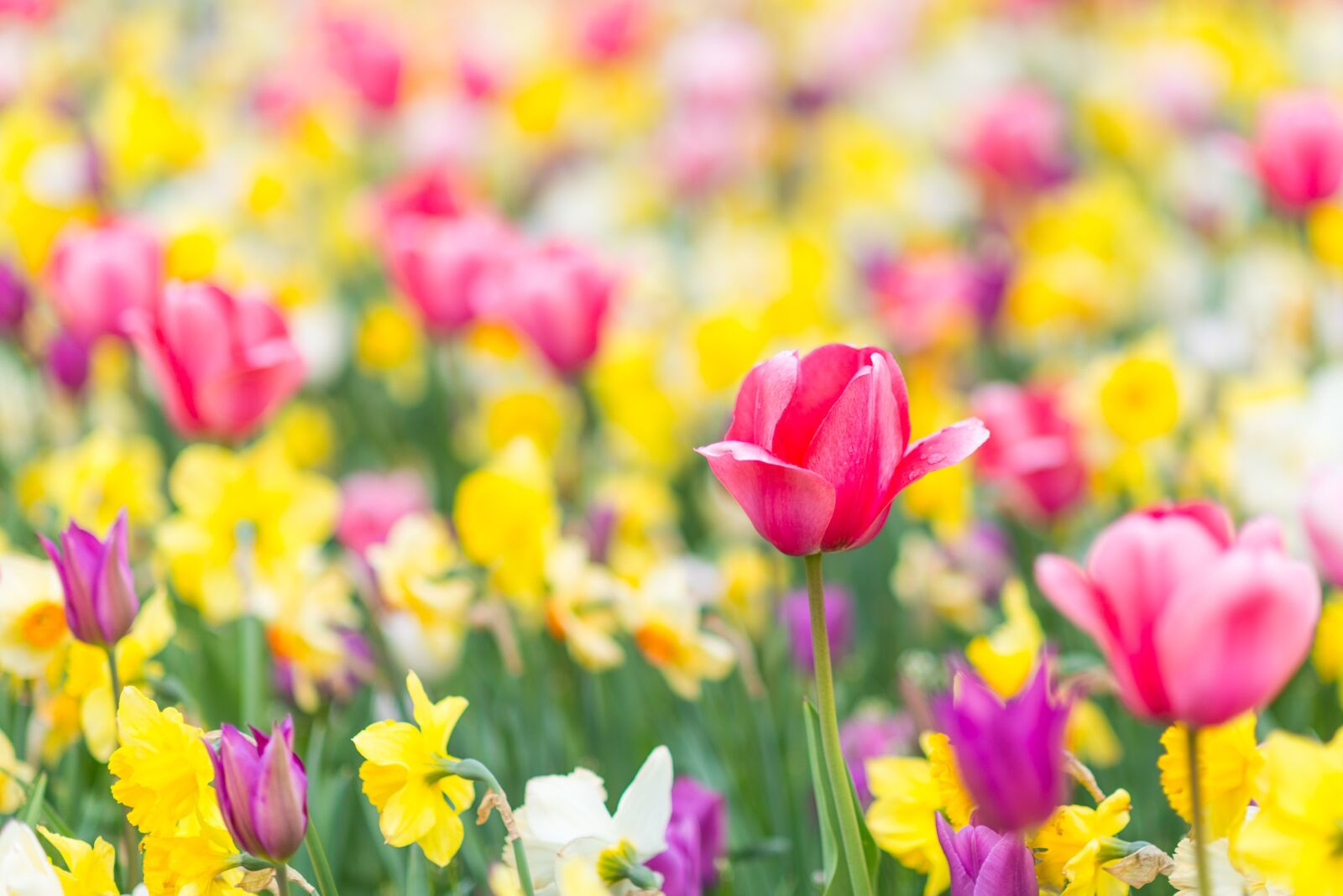 Nikon D800 sample photo. Flower meadow, spring, nature photography
