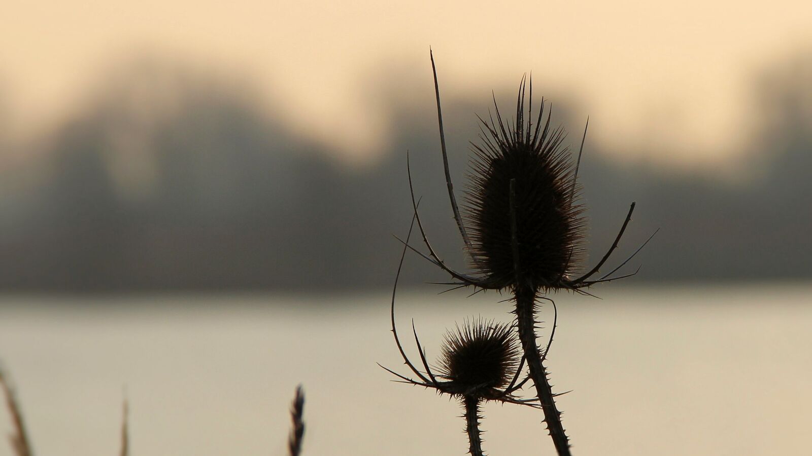 Canon EOS 600D (Rebel EOS T3i / EOS Kiss X5) sample photo. Landscape, thistle, wild teasel photography