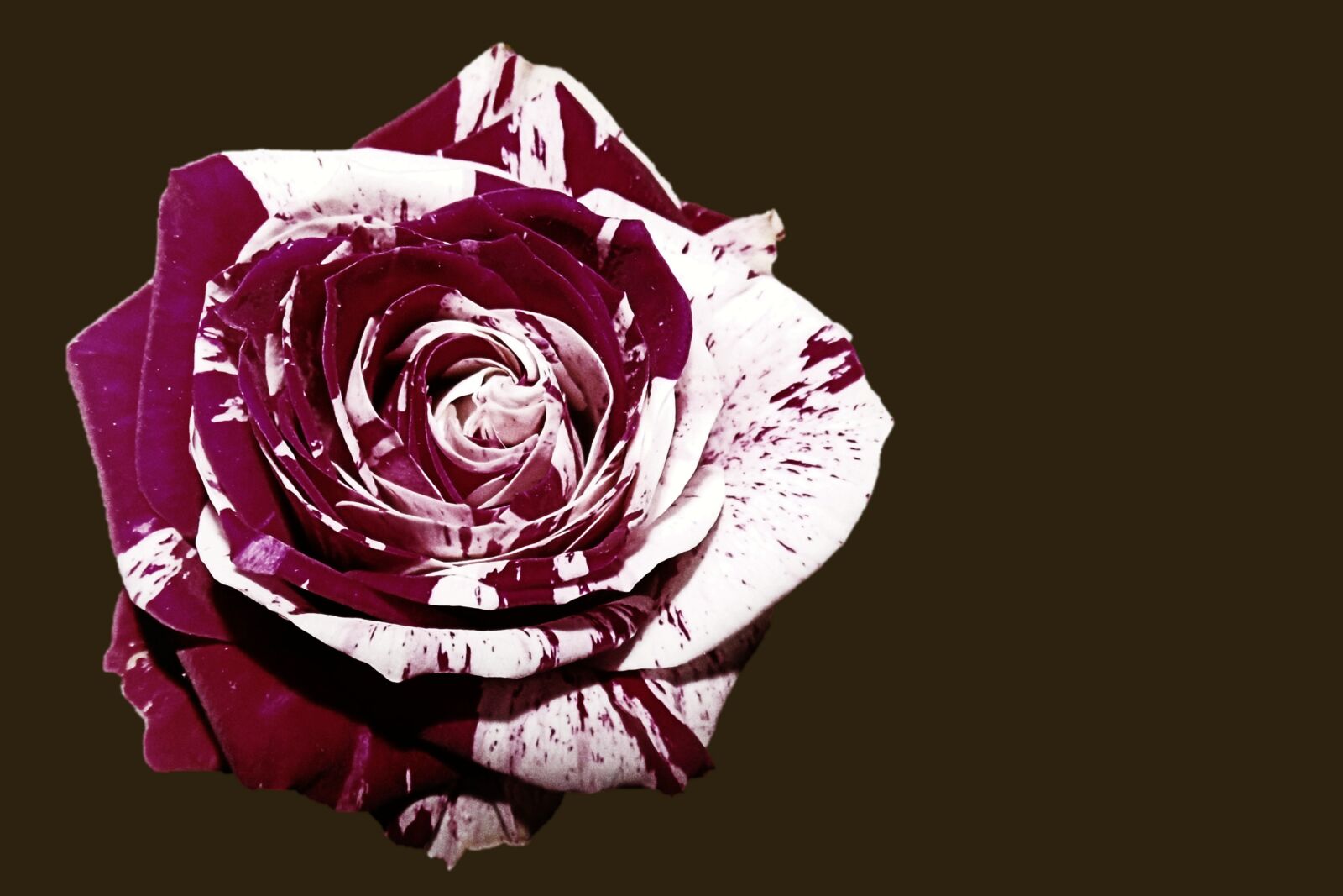 MEDION MD86827 sample photo. Rose, blossom, bloom photography