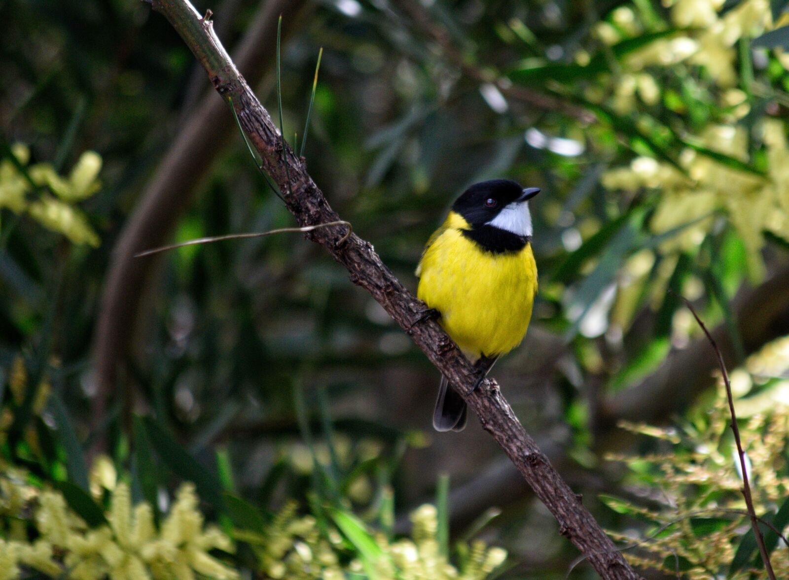 Nikon D3300 sample photo. Golden whistler, bird, animal photography