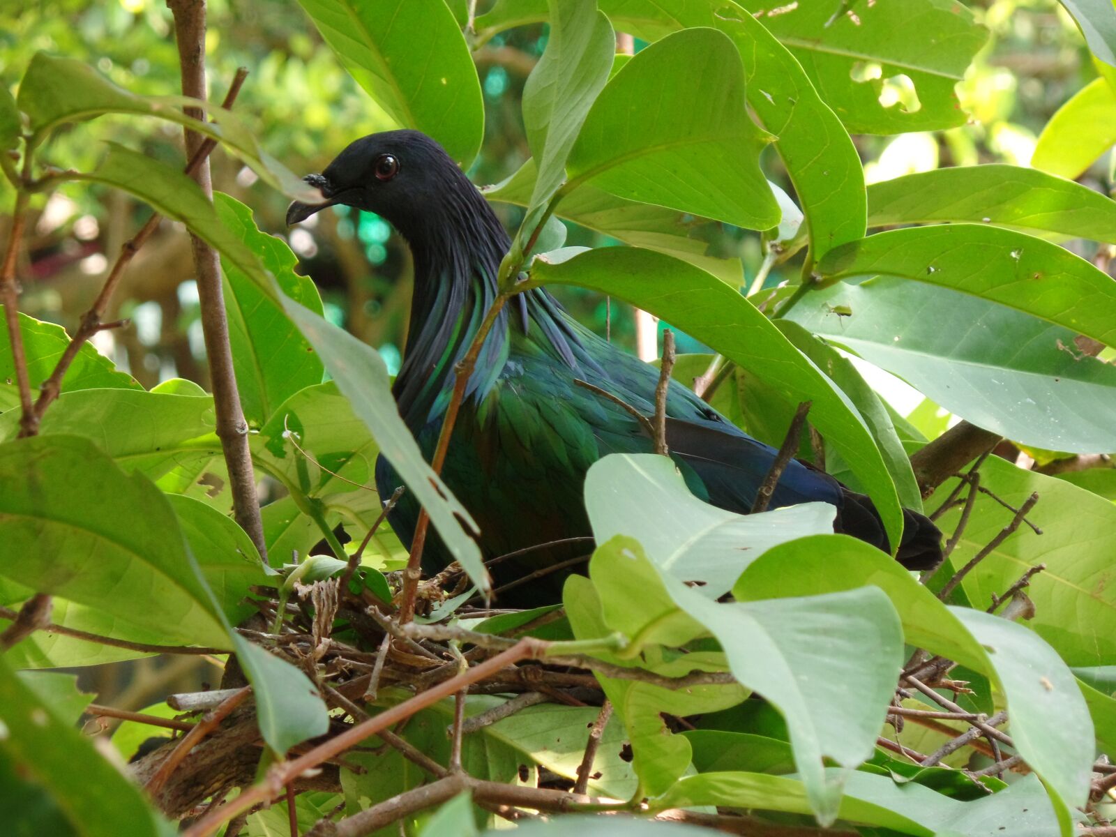 Samsung WB350F/WB351F/WB352F sample photo. Wo, pigeon, nest photography