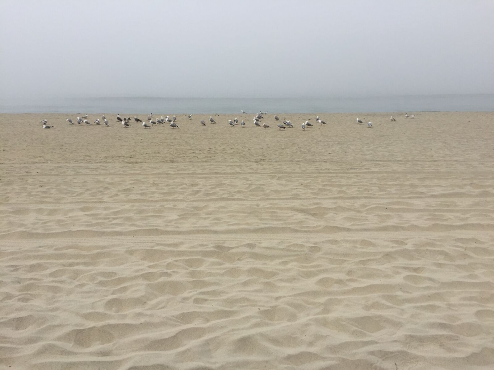 Apple iPhone 6 sample photo. Beach, bird, empty, flock photography