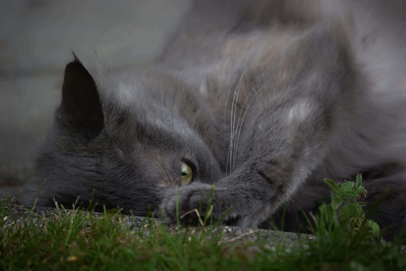 Nikon D5200 sample photo. Kathy, cat, tree photography