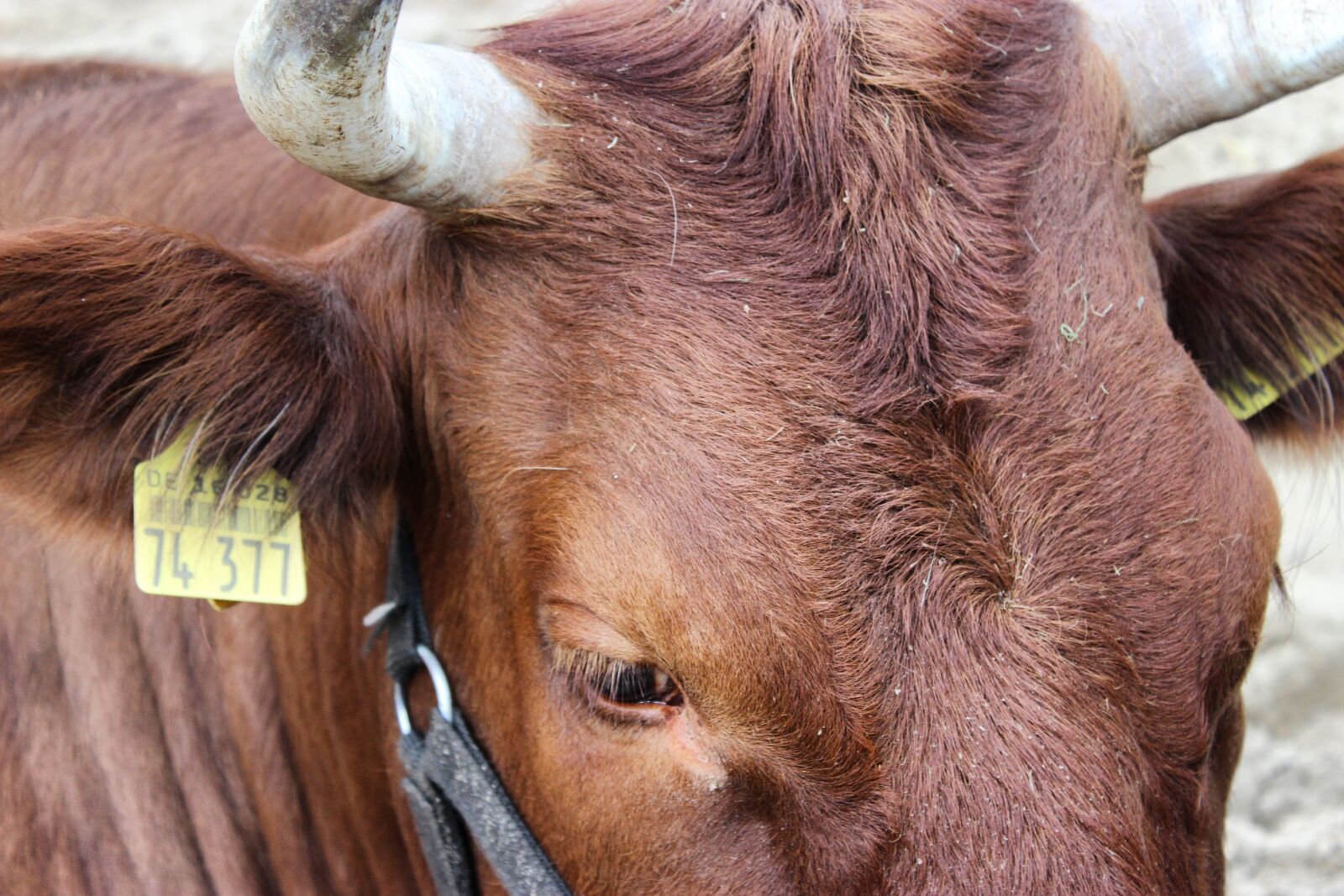 Canon EOS 600D (Rebel EOS T3i / EOS Kiss X5) sample photo. Cow, livestock, farm photography