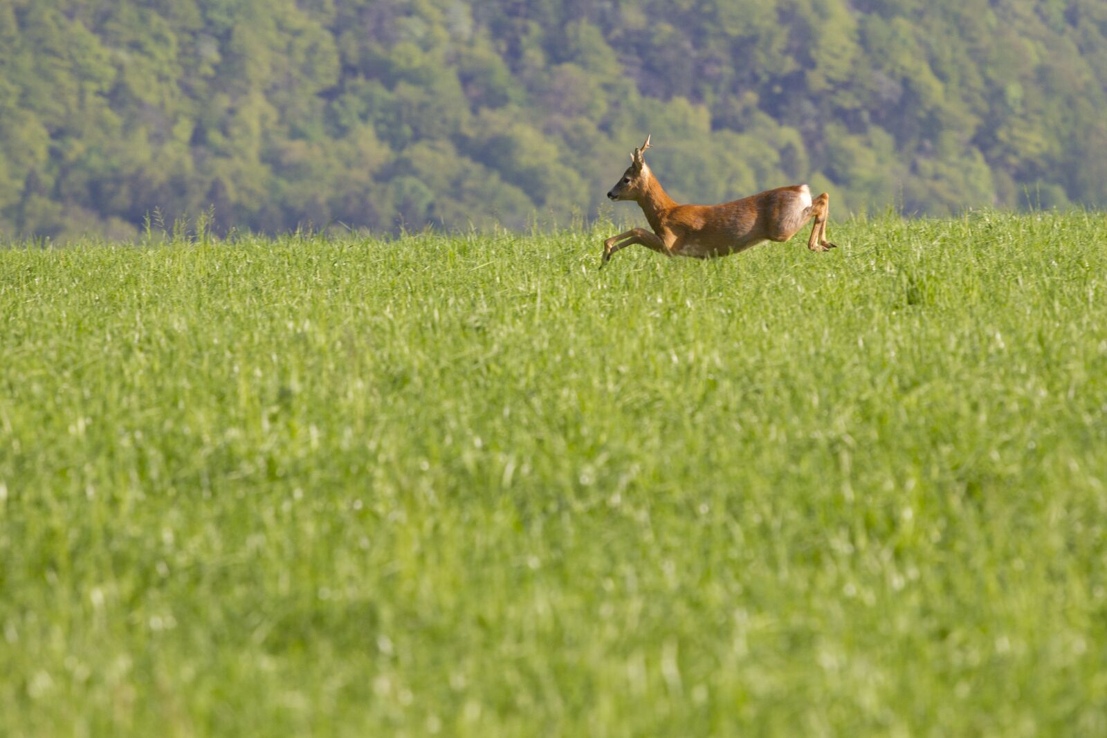 Canon EF 70-200mm F4L USM sample photo. Roe deer, wild animal photography