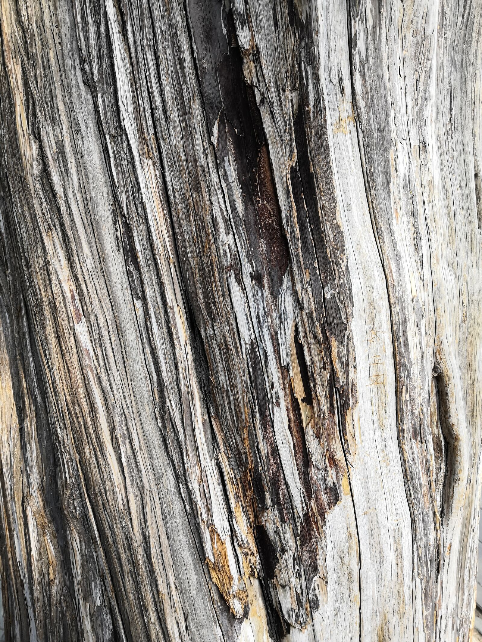 HUAWEI Honor 10 sample photo. Cypress, bark, grain photography