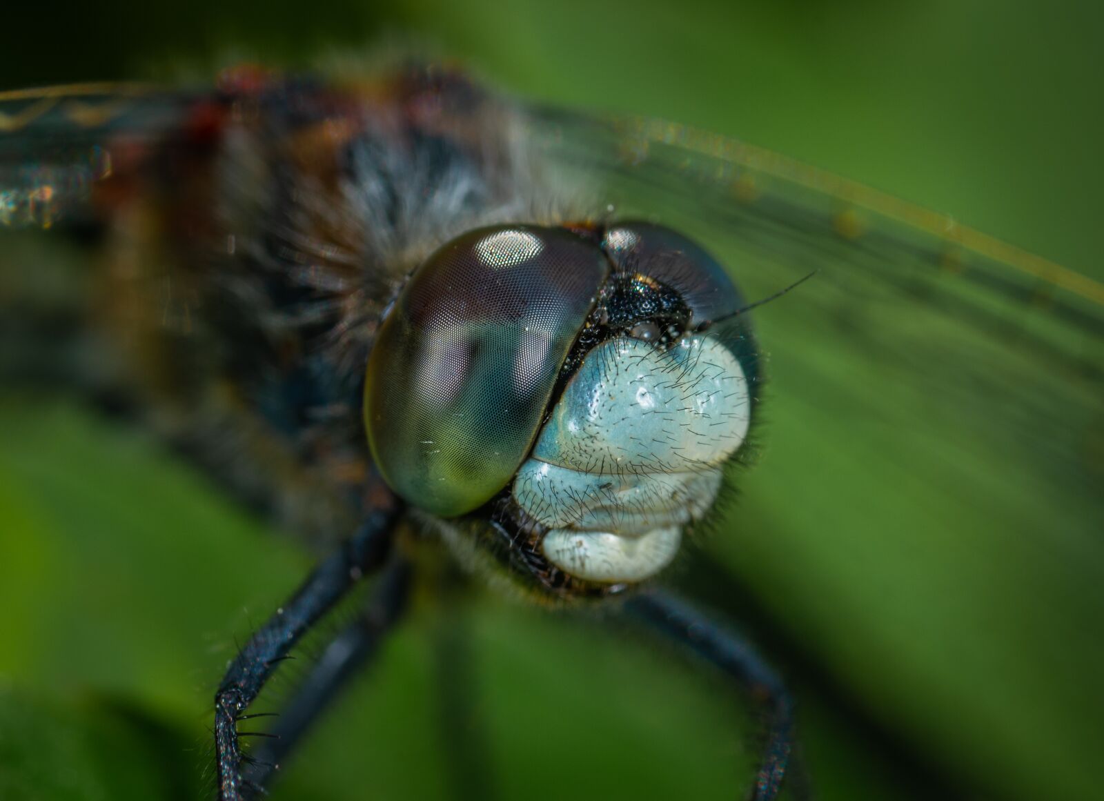 Sony a7R II sample photo. Insect, macro, dragonfly photography