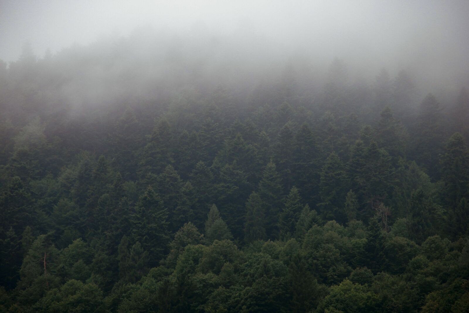 OLYMPUS DIGITAL 40-150mm Lens sample photo. Forest, the fog, landscape photography