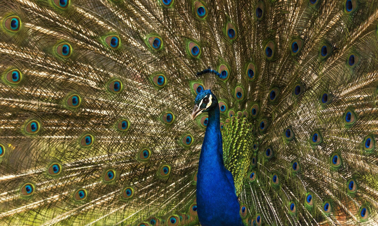 Nikon D5600 sample photo. Peacock, bird, pen photography