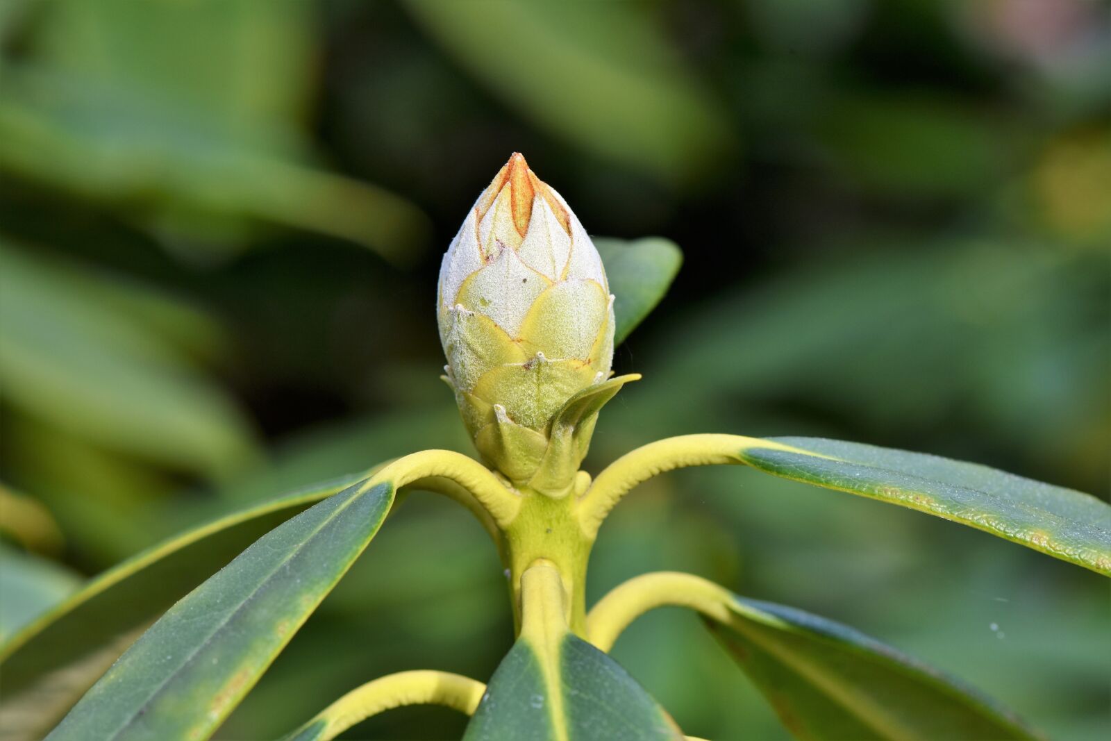 Nikon D7200 sample photo. Rhododendron, rhododedron buds, pink photography