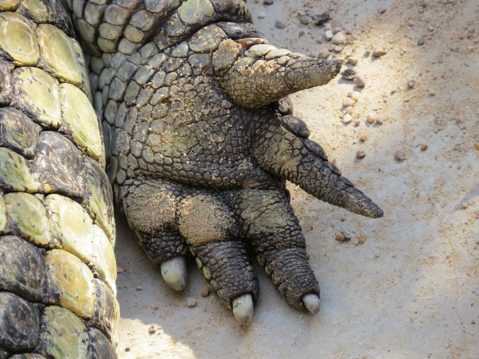 Canon PowerShot SX50 HS sample photo. Crocodile, hand, nature photography