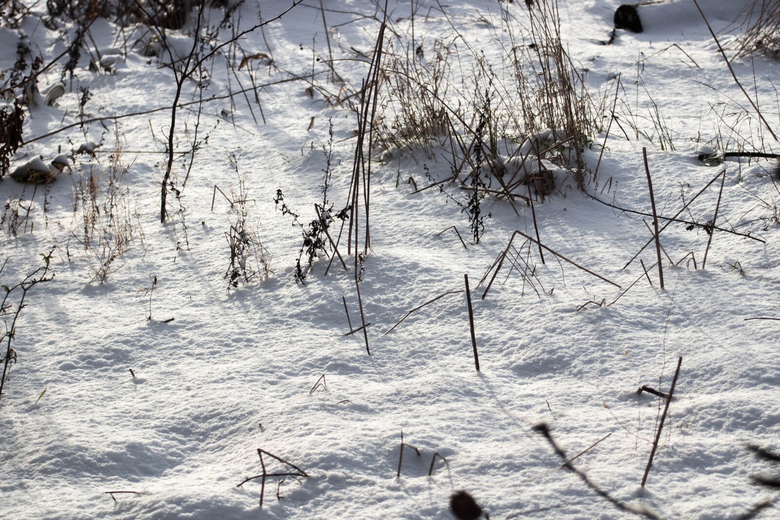 EF80-200mm f/4.5-5.6 sample photo. Winter, snow, frost photography
