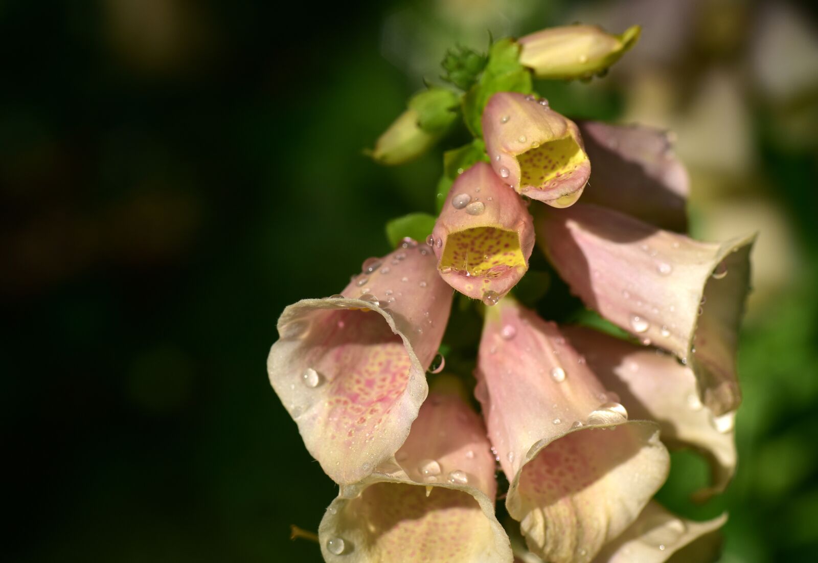 Nikon D750 sample photo. Digitalis, thimble, flower photography