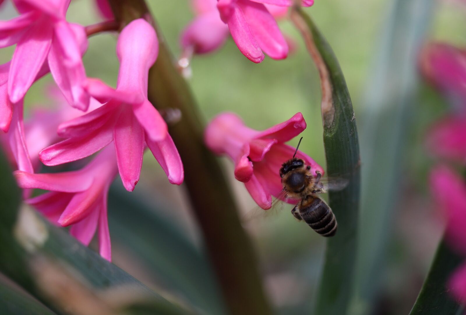 Canon EF-S 60mm F2.8 Macro USM sample photo. Hyacinth, bee, flight photography