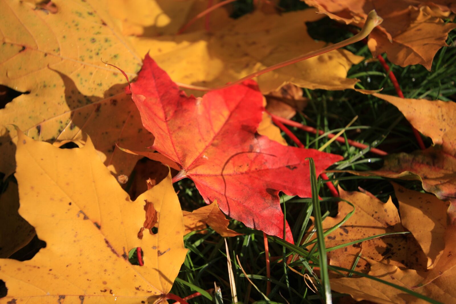 Canon EOS 40D sample photo. Leaf, leaves, october photography