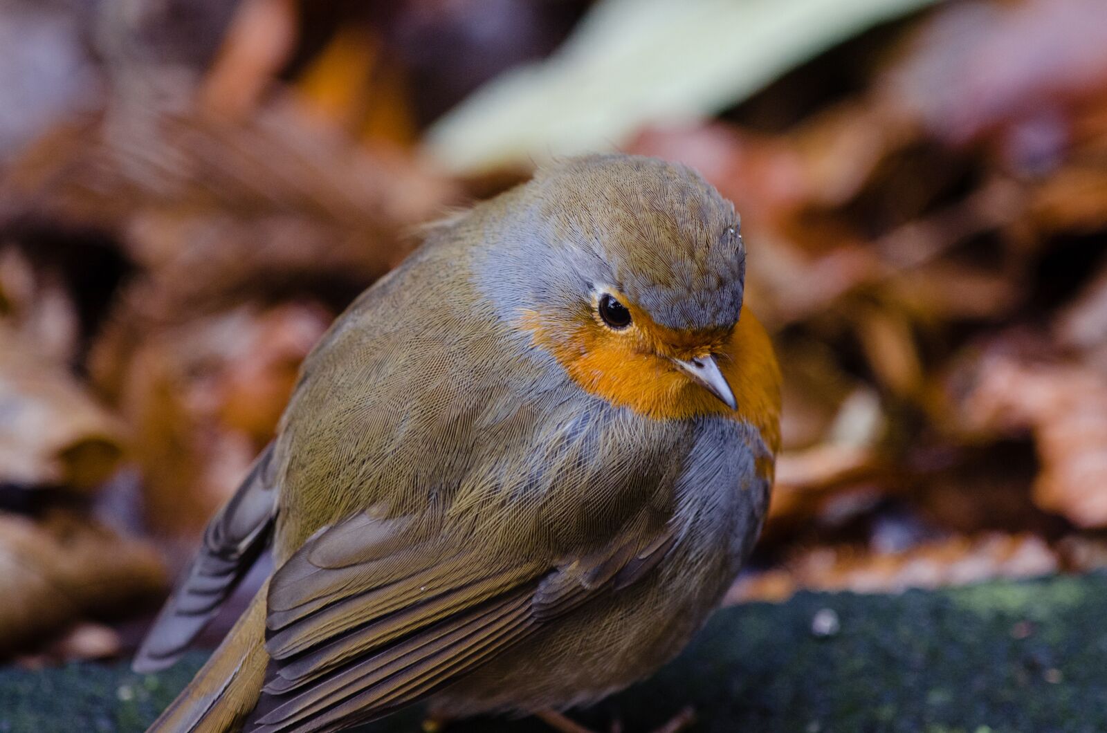 Nikon D7000 sample photo. Animal, avian, beak photography