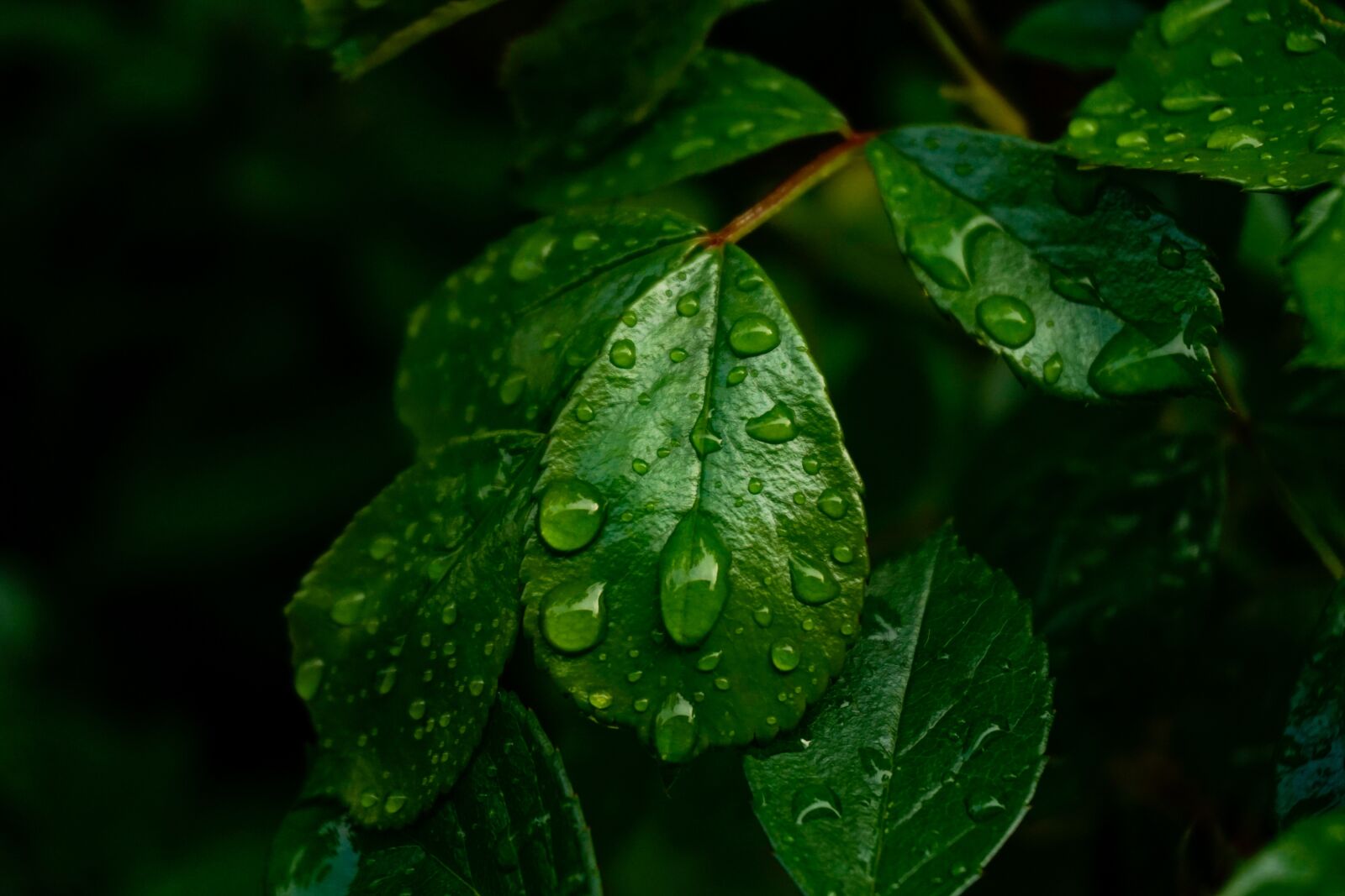 Sony a6000 sample photo. Leaf, wet, rain photography