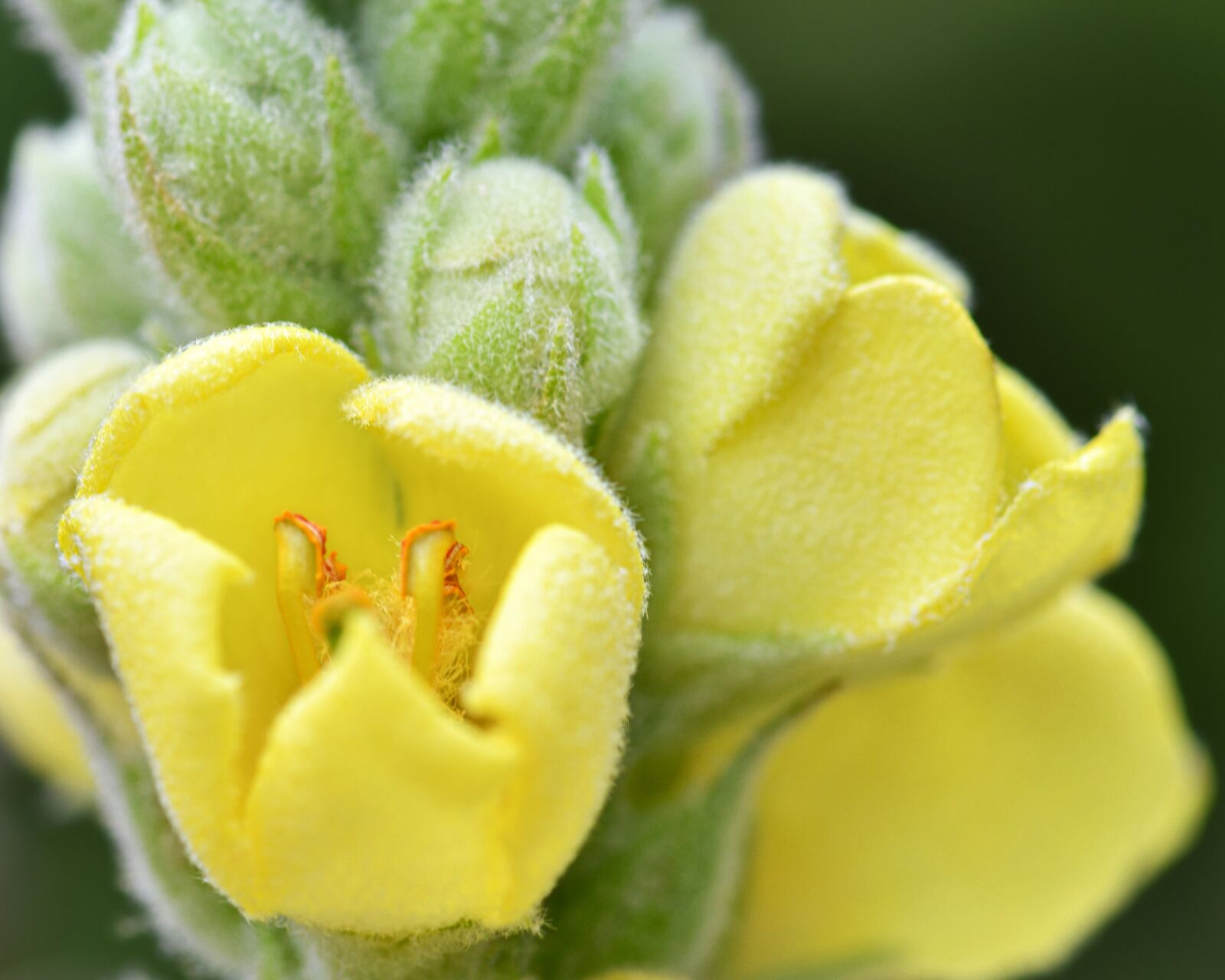 Nikon D500 sample photo. Flower, yellow, button photography